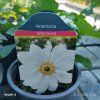 ANEMONE HUPEHENSIS 'WHIRLWIND kak