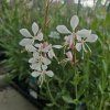 GAURA LINDHEIMERI 'ELURRA' kak2