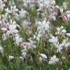 GAURA LINDHEIMERI 'ELURRA' (GAURA) IST1