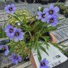 SISYRINCHIUM ANGUSTIFOLIUM 'DEVON SKIES' kak3