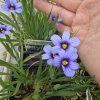 SISYRINCHIUM ANGUSTIFOLIUM 'DEVON SKIES' kak4