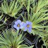 SISYRINCHIUM ANGUSTIFOLIUM 'DEVON SKIES' kak5