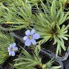 SISYRINCHIUM ANGUSTIFOLIUM 'DEVON SKIES' kak6