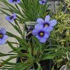 SISYRINCHIUM ANGUSTIFOLIUM 'DEVON SKIES' kak1
