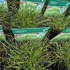 FESTUCA GAUTIERI 'TEDDYBÄR'_kak1