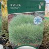 FESTUCA GAUTIERI 'TEDDYBÄR kak2