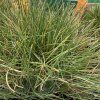 FESTUCA GAUTIERI 'TEDDYBÄR' kak3