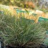 FESTUCA GAUTIERI 'TEDDYBÄR' kak4