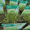 FESTUCA GAUTIERI 'TEDDYBÄR' (KOSTRAVA SKVOSTNÁ)