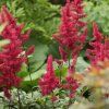 ASTILBE CHINENSIS 'CARDINAL' IST1