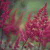 ASTILBE CHINENSIS 'CARDINAL' (ASTILBA | ČECHRAVA)_ist