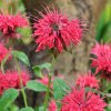 MONARDA 'GIBSON'S SCARLET' IST2