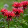 MONARDA 'GIBSON'S SCARLET' (MONARDA)