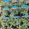 HELIANTHEMUM 'LAWRENSON PINK' kak2