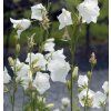 CAMPANULA PERSICIFOLIA 'WHITE' SHUT