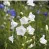 CAMPANULA PERSICIFOLIA 'WHITE' SHUT1
