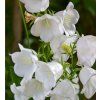 AMPANULA PERSICIFOLIA 'WHITE' shut