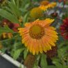 GAILLARDIA 'ARIZONA APRICOT kak2'