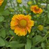 GAILLARDIA 'ARIZONA APRICOT' kak