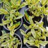 HELIOPSIS HELIANTHOIDES 'LORAINE SUNSHINE' kak2