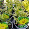 HELIOPSIS HELIANTHOIDES 'LORAINE SUNSHINE kak'