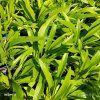 ECHINACEA 'FOUNTAIN PINK EYE' kak1