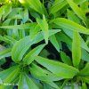 ECHINACEA 'FOUNTAIN PINK EYE' kak3