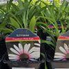 ECHINACEA 'FOUNTAIN PINK EYE' (ECHINACEA)