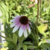 ECHINACEA 'FOUNTAIN PINK EYE' kak8