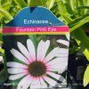 ECHINACEA 'FOUNTAIN PINK EYE' kak
