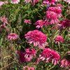 ECHINACEA 'SOUTHERN BELLE' shutt1