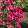 ECHINACEA 'SOUTHERN BELLE' shutt
