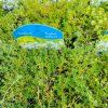 THYMUS PRAECOX 'ALBIFLORUS' kak3