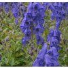Aconitum carmichaelii 'Arendsii' shutt2
