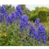 ACONITUM CARMICHAELLI 'ARENDSII shutt