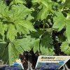 ACONITUM CARMICHAELII VAR. 'WILSONII' kak