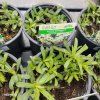 ASTER ERICOIDES 'SNOWFLURRY_kak