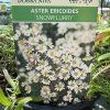 ASTER ERICOIDES 'SNOWFLURRY' kak2