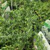 ASTER ERICOIDES 'SNOWFLURRY' kak1