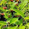ECHINACEA 'RASPBERRY TRUFFLE' kak1