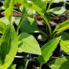 ECHINACEA 'RASPBERRY TRUFFLE' kak4