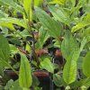 ECHINACEA 'RASPBERRY TRUFFLE' kak
