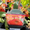 ECHINACEA 'RASPBERRY TRUFFLE' kak