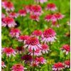 ECHINACEA 'BUTTERFLY KISSES' shut1
