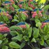 ECHINACEA 'BUTTERFLY KISSES' kak