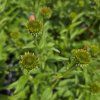 ECHINACEA 'BUTTERFLY KISSES kak
