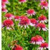 ECHINACEA 'BUTTERFLY KISSES' shut
