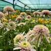 ECHINACEA 'CHERRY FLUFF' (ECHINACEA)_kak