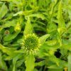ECHINACEA 'CHERRY FLUFF' kak1