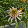 ECHINACEA 'CHERRY FLUFF' kak2